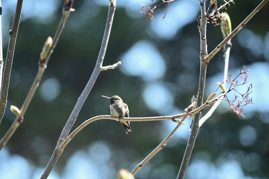 Female Humming Bird Photograph by Hella Buchheim