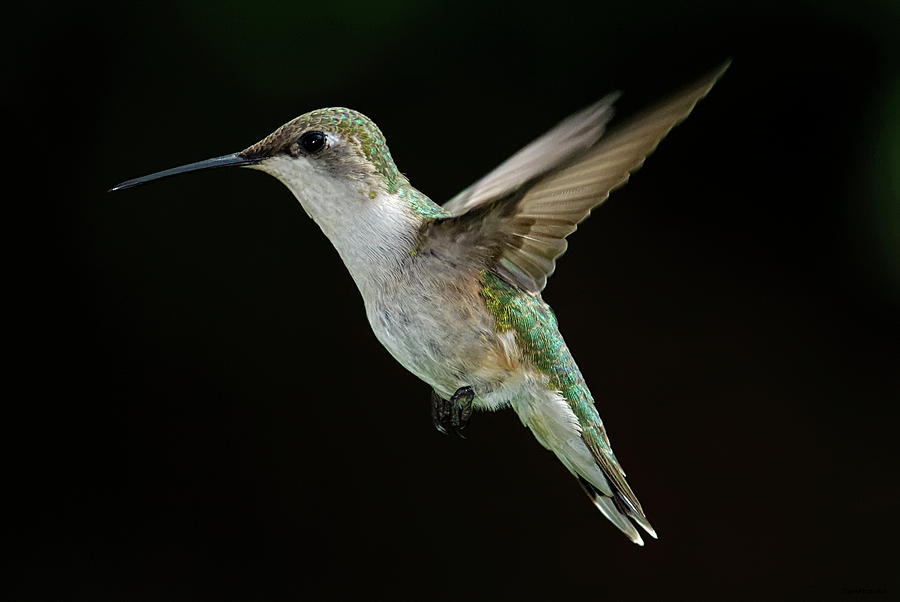 Bird Photograph - Female Hummingbird by Dansphotoart On Flickr