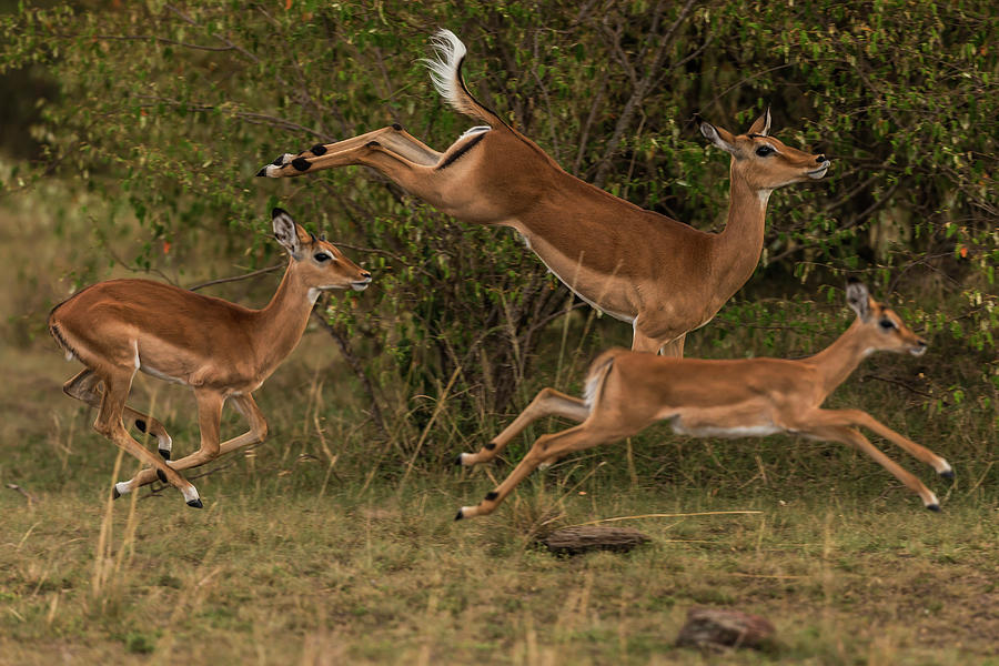 Female Impalas Running Photograph by Manoj Shah