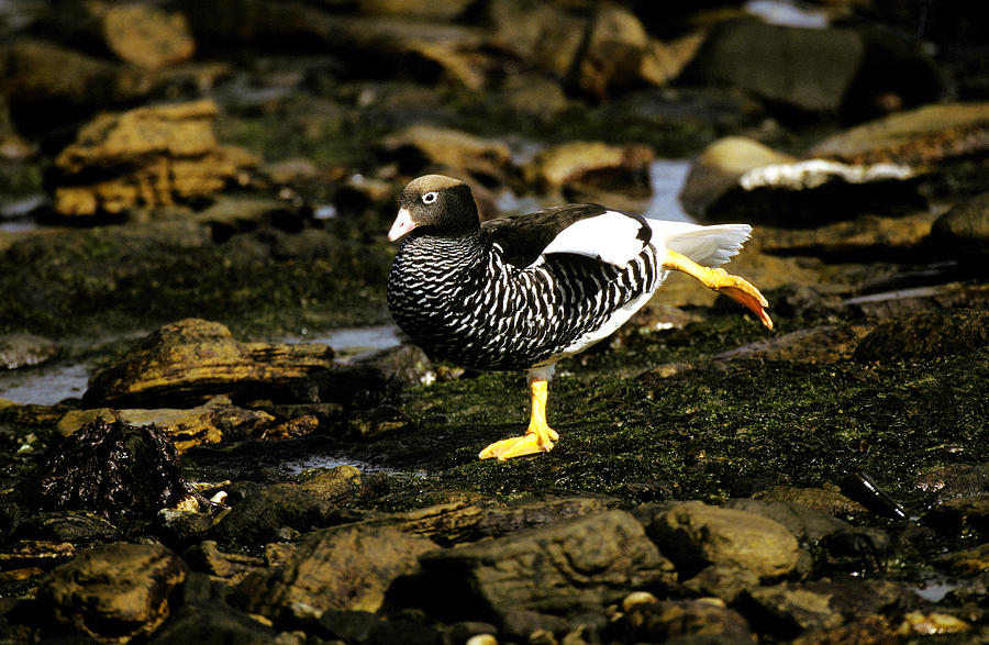 Female Kelp Goose Photograph by David Hosking