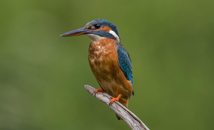 Female Kingfisher Photograph by Kenny Goodison