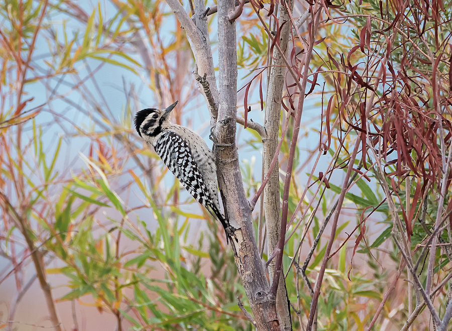 Female Ladder Backed Woodpecker Photograph by Loree Johnson