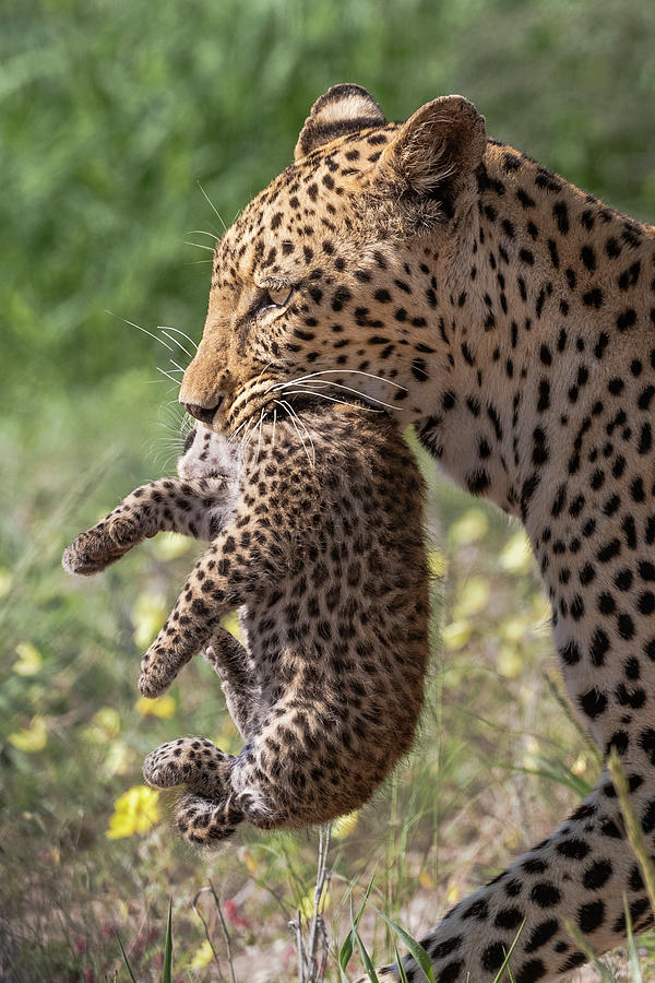 Female Leopard Carrying Cub, Kgalagadi Transfrontier Park Photograph by ...