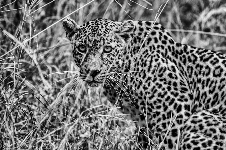 Female Leopard in Black and White Photograph by Mark Hunter