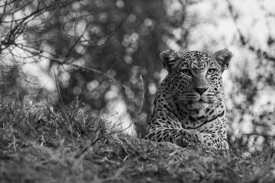 Female Leopard On Watch Photograph by John Chatterjee-woolman