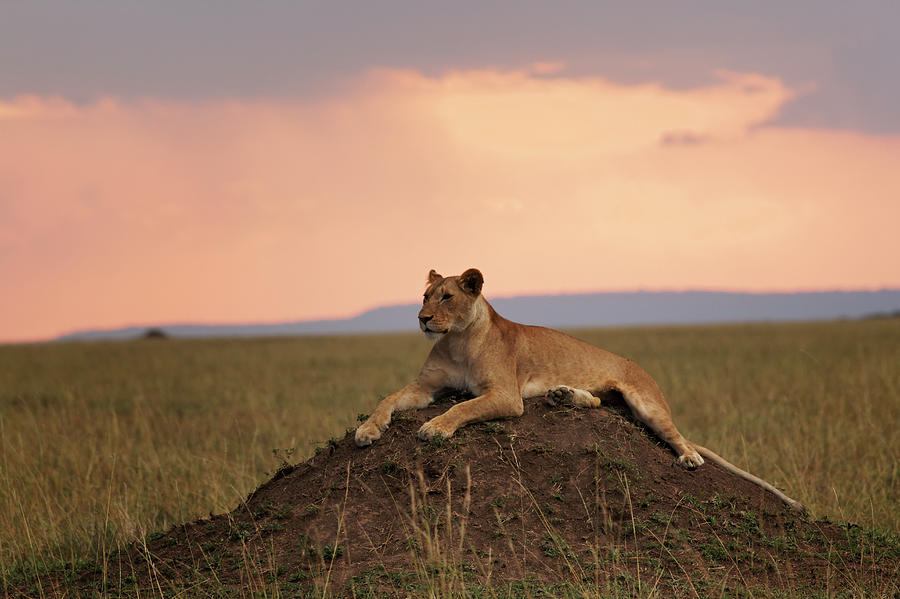 Female Lion On Termite Mound At Sunset Photograph by Adam Jones
