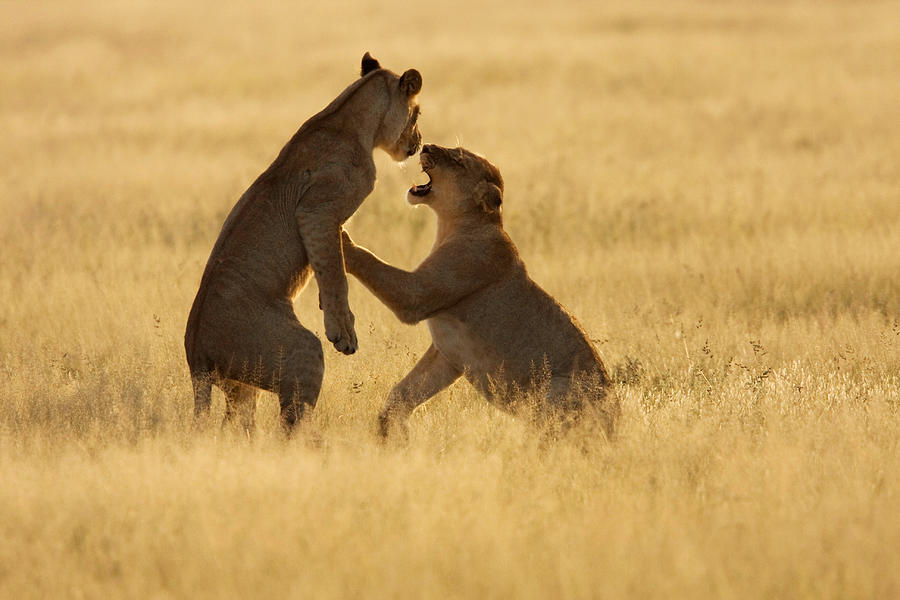 Female Lions Fight Photograph by David Hosking