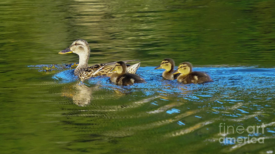 Female Mallard and Ducklings Swimming Photograph by Pablo Avanzini