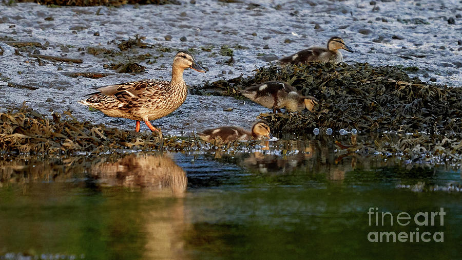 Female Mallard and Ducklings Walking Photograph by Pablo Avanzini