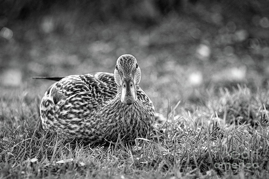 Female Mallard Duck Black And White Photograph by Sharon McConnell