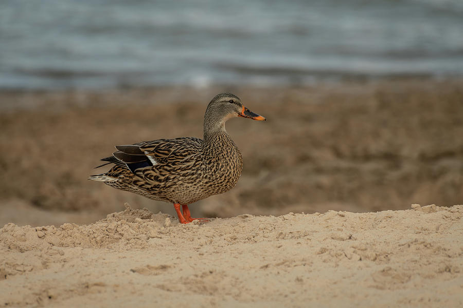 Female Mallard Duck Photograph