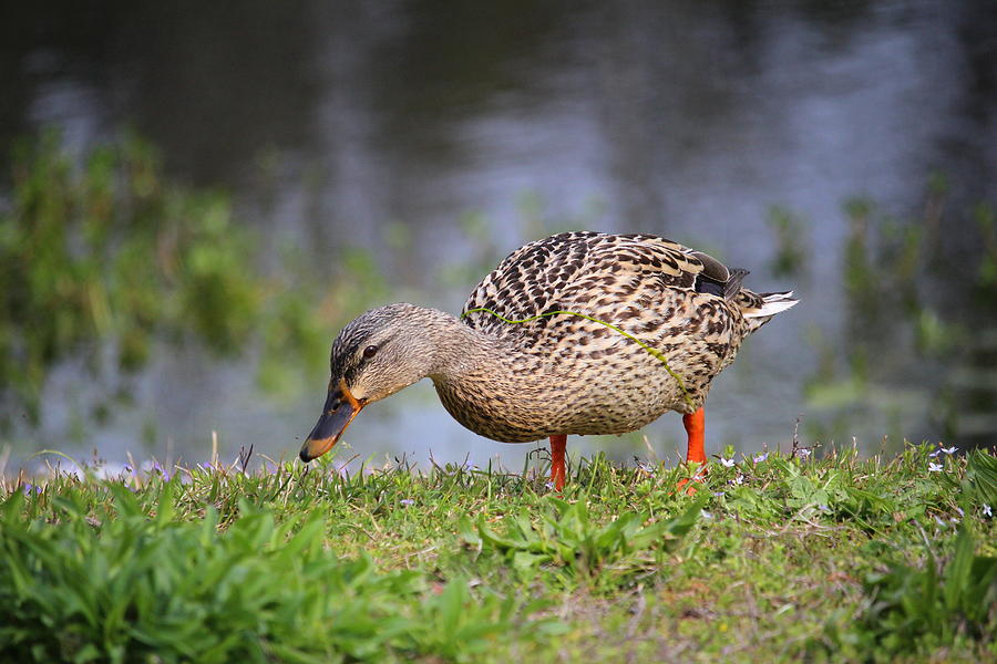 Duck Photograph - Female Mallard Duck by Cynthia Guinn
