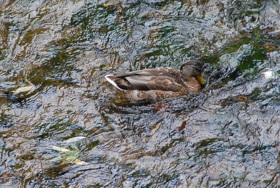Female Mallard Duck Photograph by Ee Photography