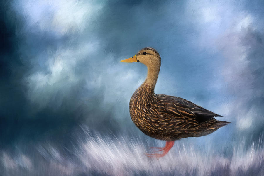 Female Mallard Duck Photograph by Kim Hojnacki
