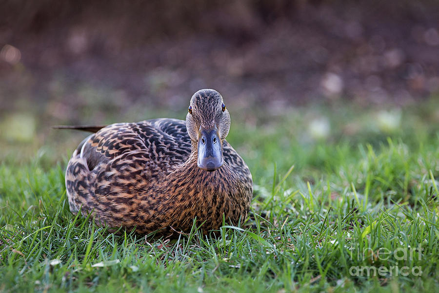 Female Mallard Duck  Photograph by Sharon McConnell