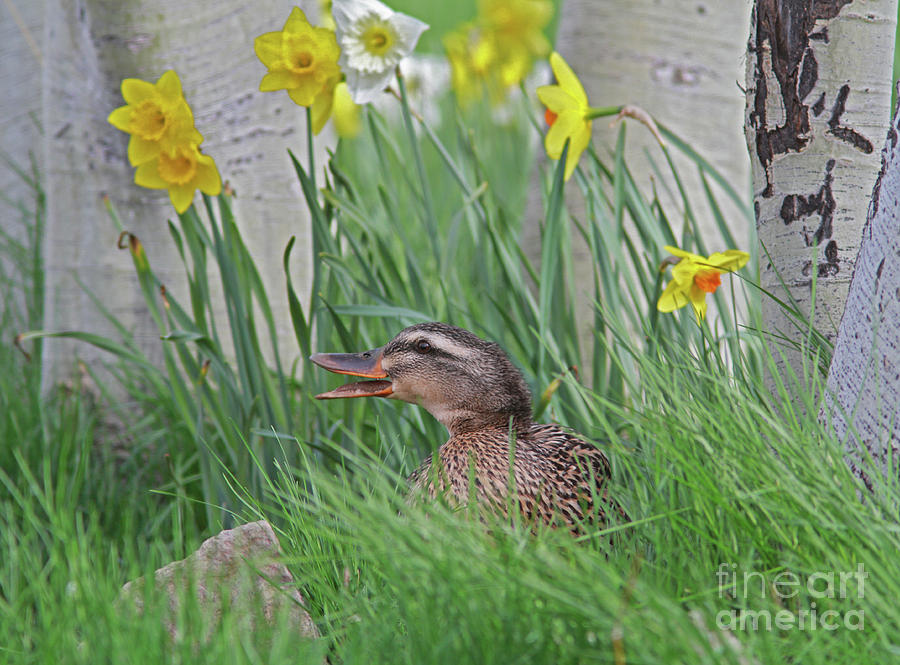 Female Mallard Photograph - Female Mallard by Gary Wing Female Mallard Photograph - Female Mallard by Gary Wing