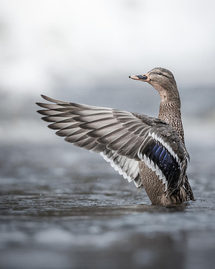Female Mallard With Outstretched Wings Photograph by Magnus Renmyr