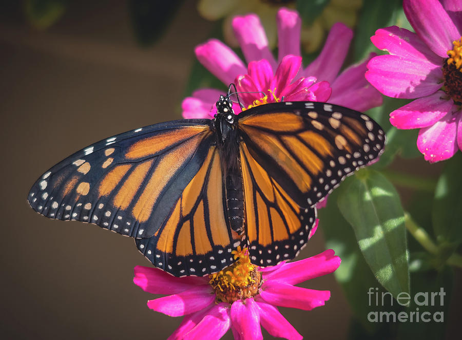 Female Monarch Photograph by Cheryl Baxter