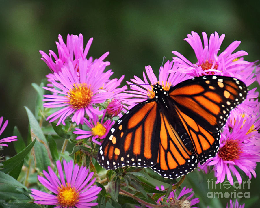 Female Monarch Photograph by Kathy M Krause