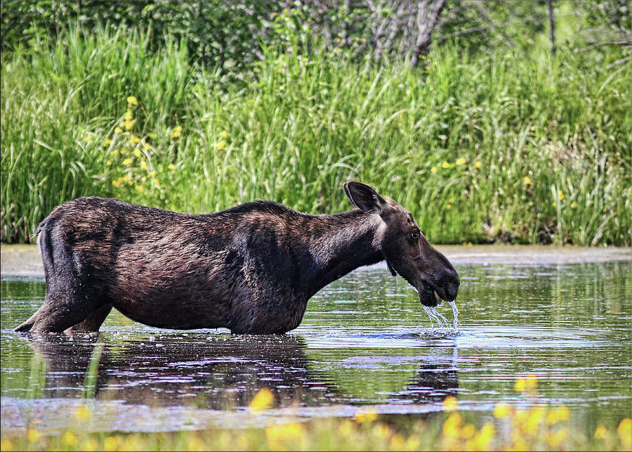 Female Moose Drinking Photograph by Photography By Glenda Borchelt