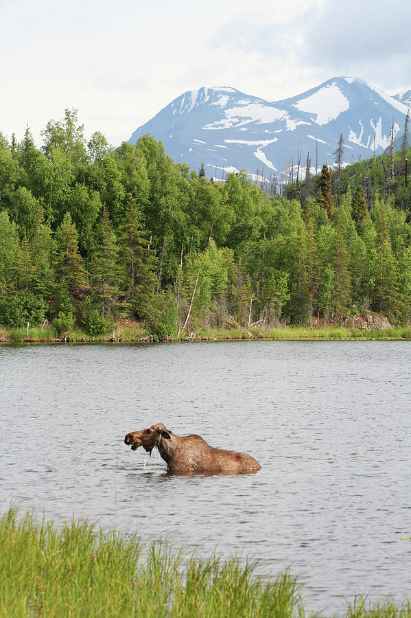 Female Moose In Rock Lake - Mountains Photograph by Bill Raften