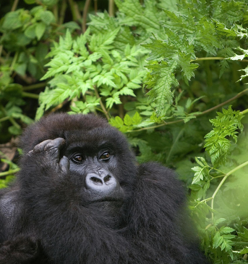 Nature Photograph - Female Mountain Gorilla Scratching Head by Grant Faint