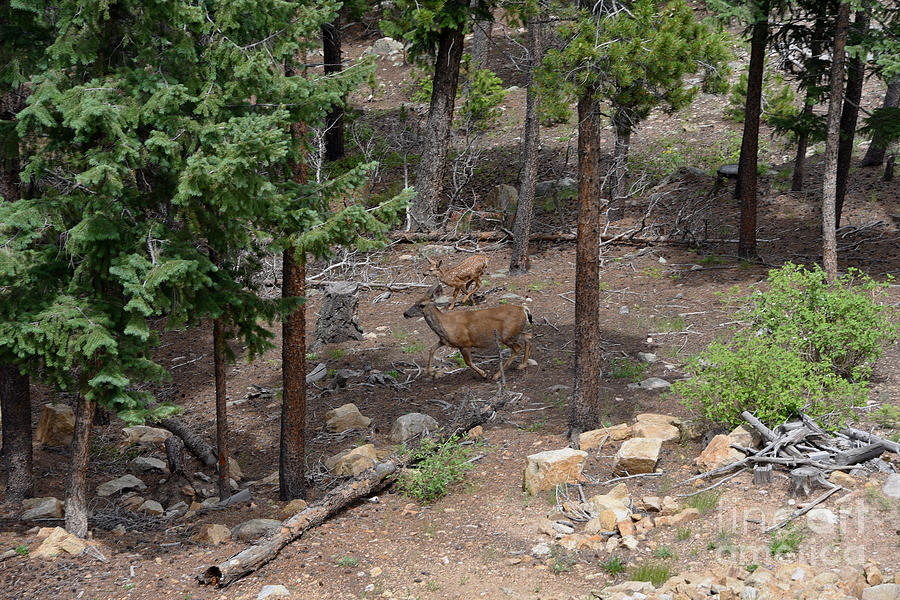 Female Mule Deer And Fawn Photograph