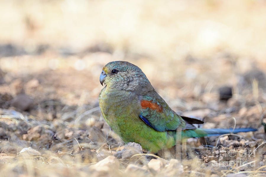 Female Mulga Parrot Photograph by Dr P. Marazzi/science Photo Library