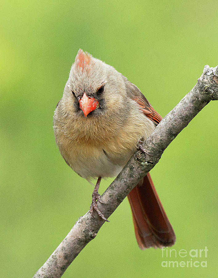 Female Northern Cardinal Photograph