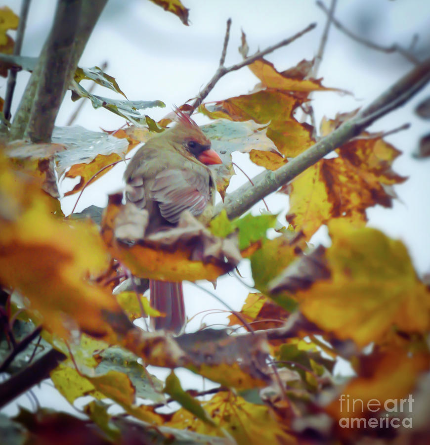 Female Northern Cardinal in Autumn Leaves Photograph by Kerri Farley