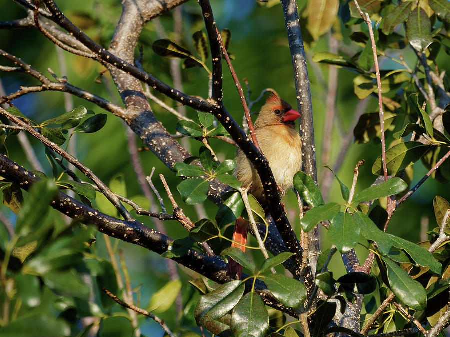 Female Northern Cardinal In Tree Photograph
