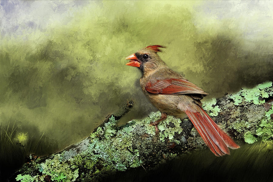 Female Northern Cardinal Log Digital Art by TnBackroadsPhotos