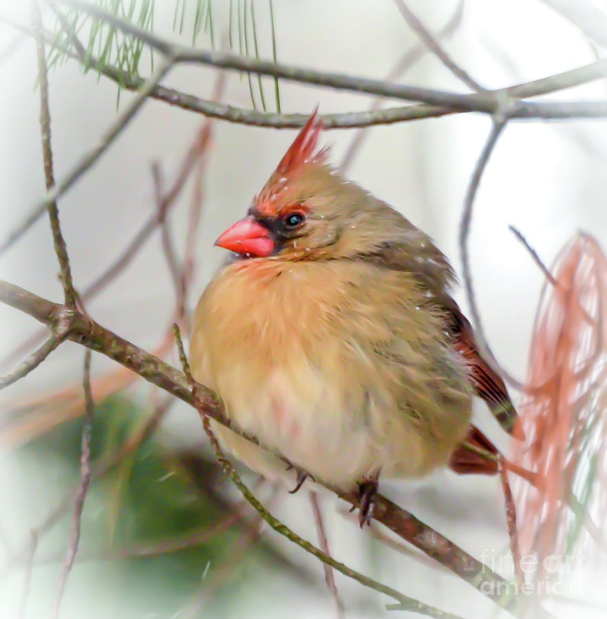 Female Northern Cardinal - Round and Plump Photograph by Kerri Farley