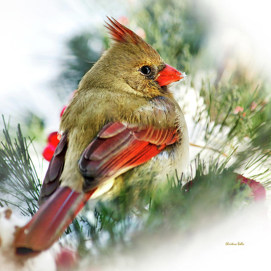 Cardinal Photograph - Female Northern Cardinal Square by Christina Rollo