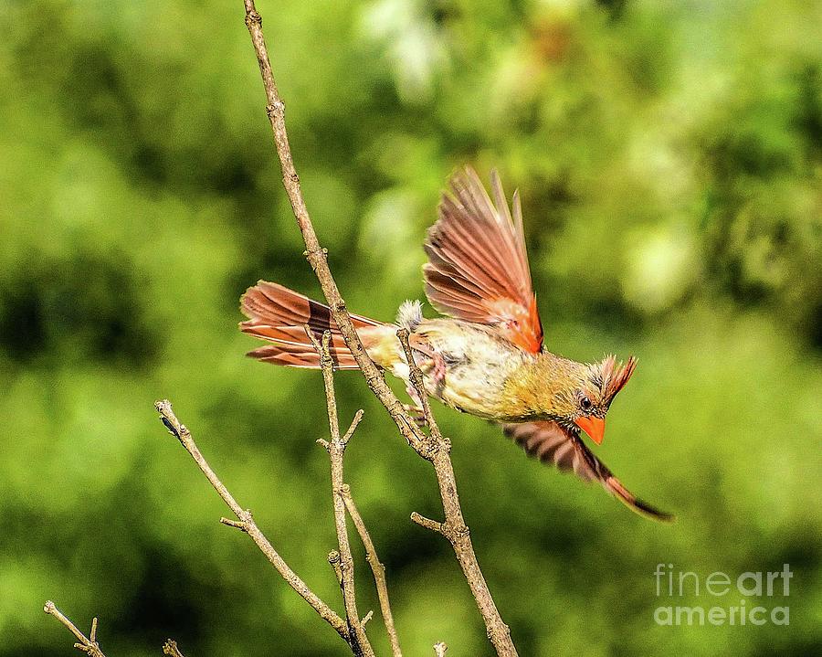 Female Northern Cardinal Taking Off Photograph