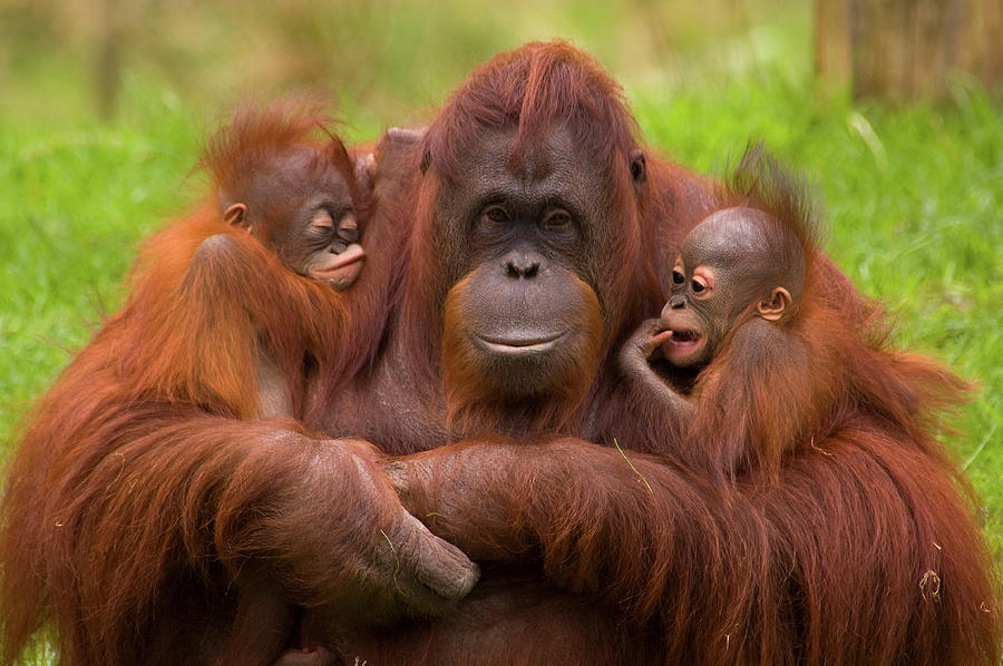 Female Orang Utan Sitting, Holding Two Young Photograph By Edwin ...