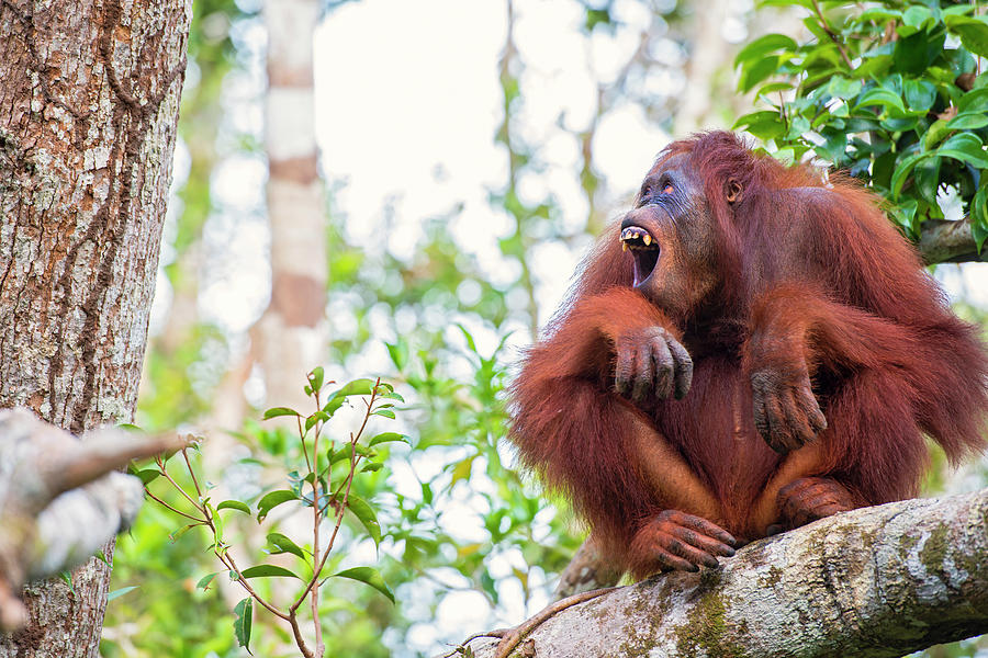 orangutan in tree