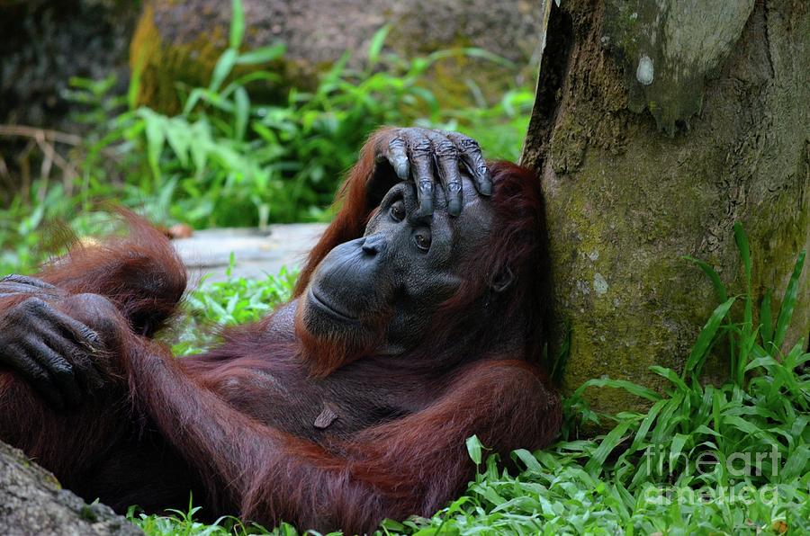 Female orangutan rests against tree with hand on her head Singapore Zoo Photograph by Imran Ahmed