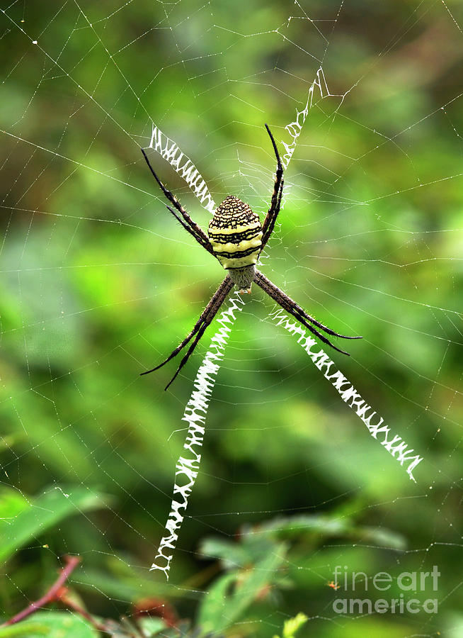 Female Orb Weaver Spider Photograph By K Jayaram/science Photo Library ...