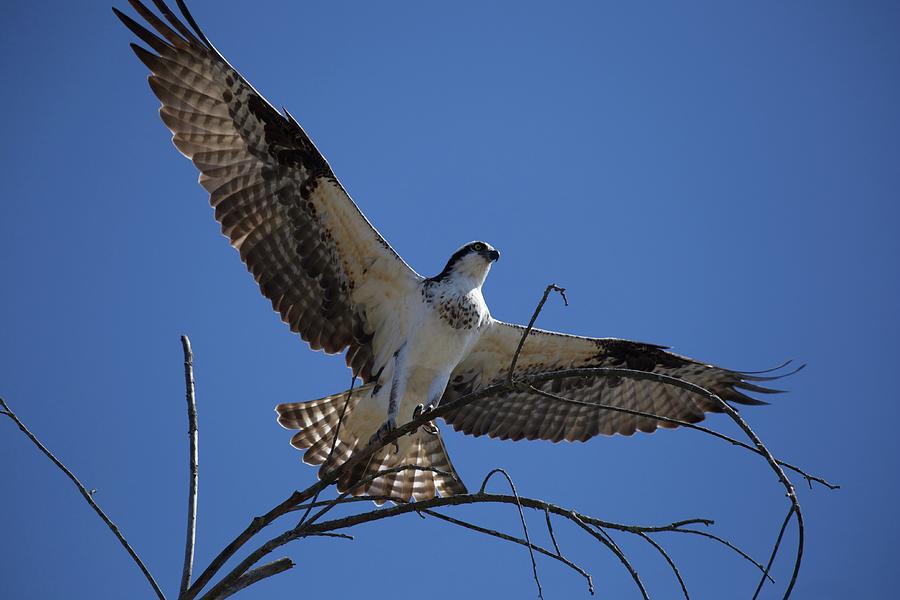 Female Osprey Photograph by Laura-Lynn Greenberg - Fine Art America