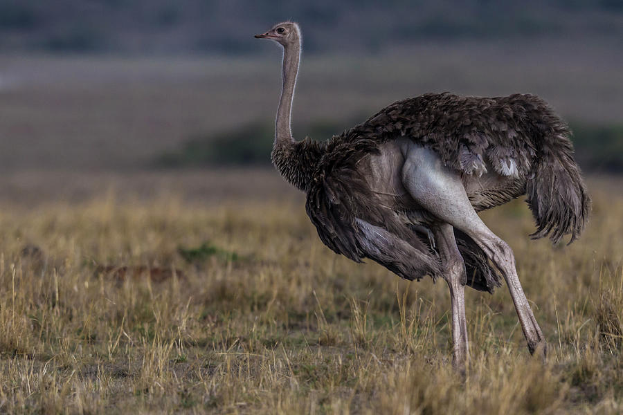 Female Ostrich Photograph by Manoj Shah