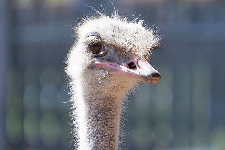 Female Ostrich by Merrillie Redden Female Ostrich by Merrillie Redden
