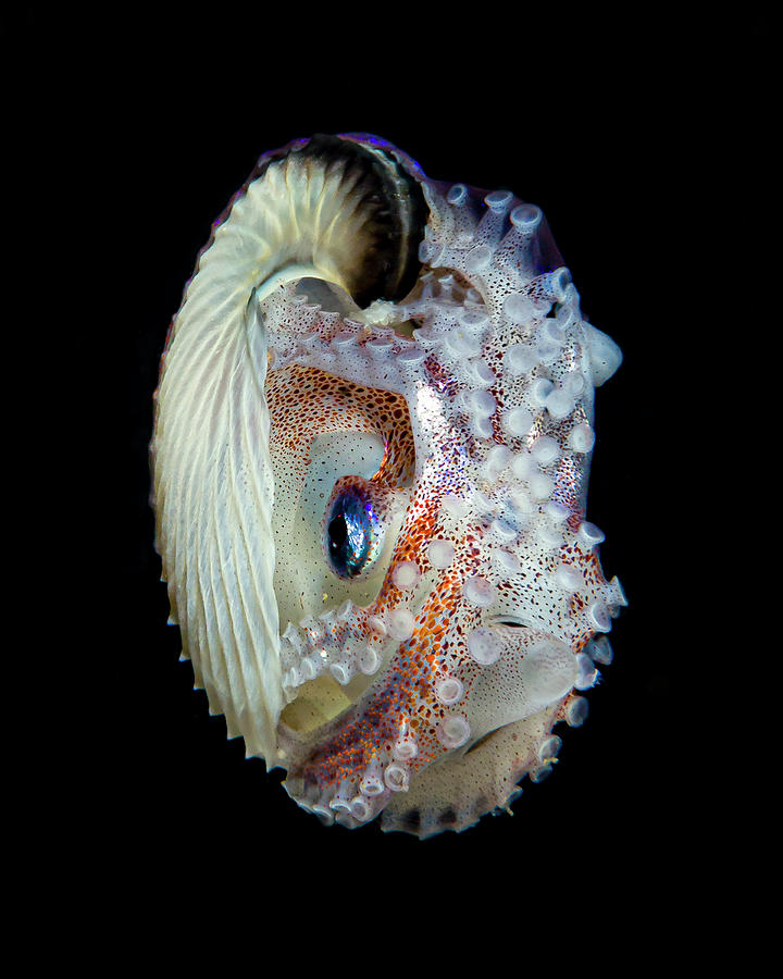 Female Paper Nautilus Argonauta Spp Photograph by Bruce Shafer