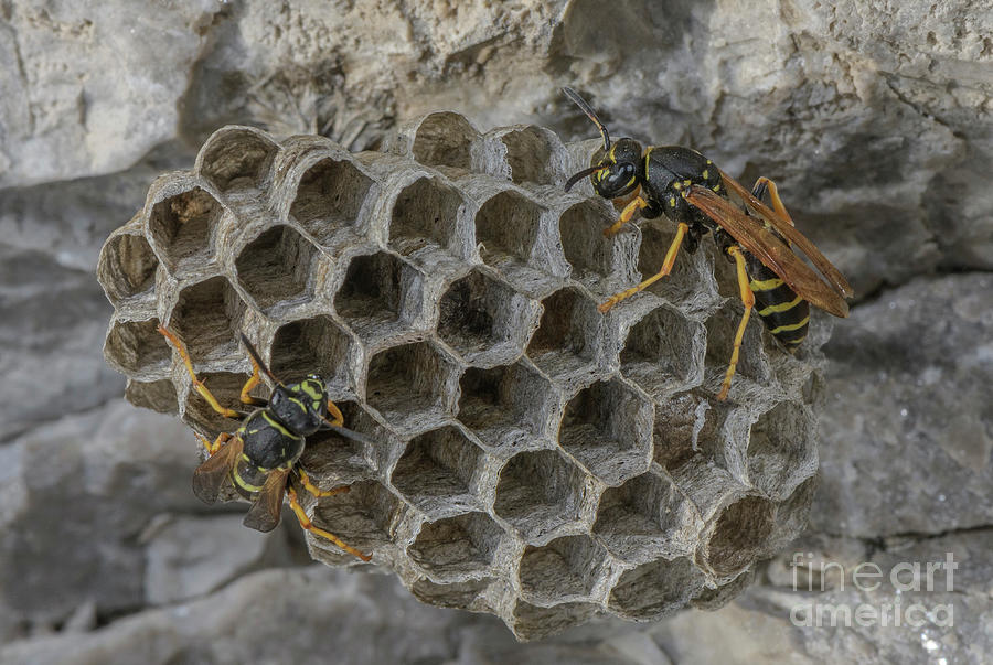 Insects Photograph - Female Paper Wasps Working On Nest by Bob Gibbons/science Photo Library