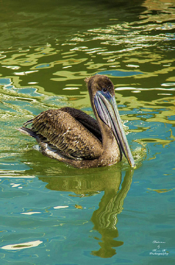 Female Pelican by Kevin Banker Female Pelican by Kevin Banker