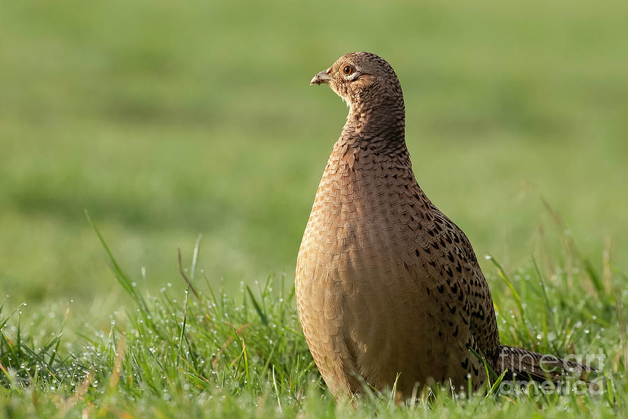 Female pheasant close up on grass Photograph by Simon Bratt