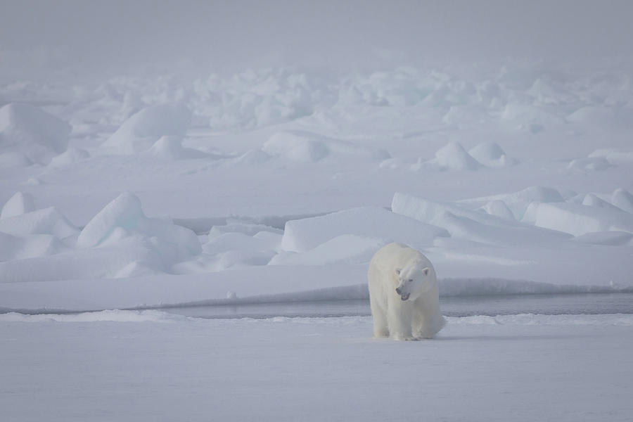 Female Polar Bear approaches Photograph by Steven Upton