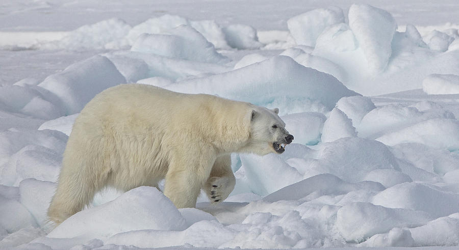 Female Polar Bear senses male with seal kill Photograph by Steven Upton
