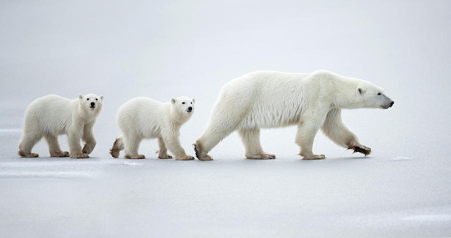 Polar Bear Cub walking
