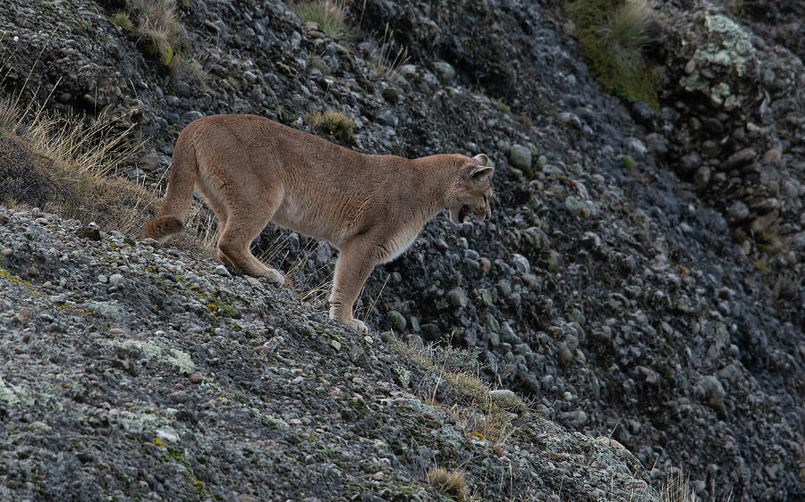 Female Puma Photograph by Patrick Nowotny